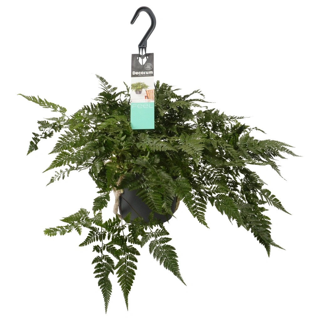 Humata tyermanii kopen? - Plants & Living, gek op kwaliteit